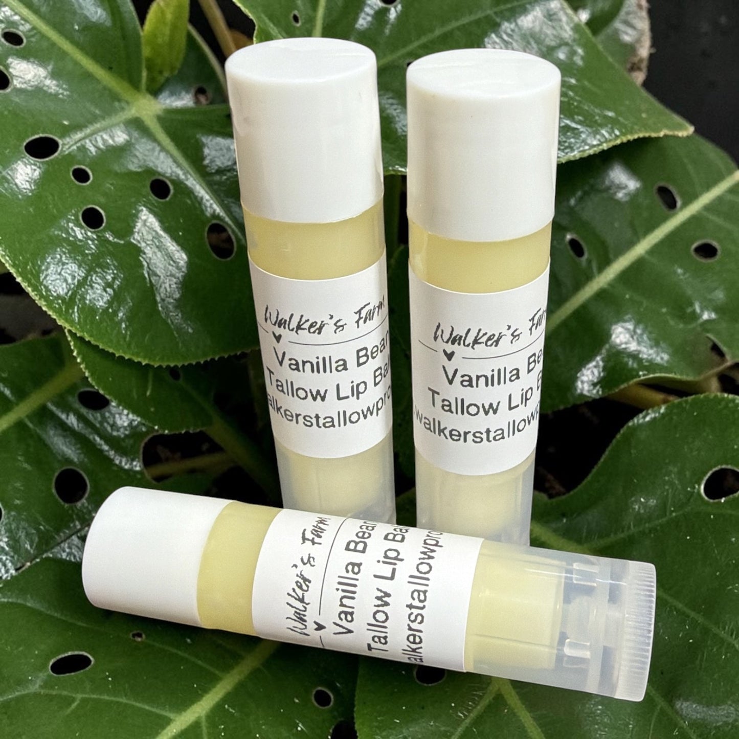 Vanilla Bean Tallow Lip Balm